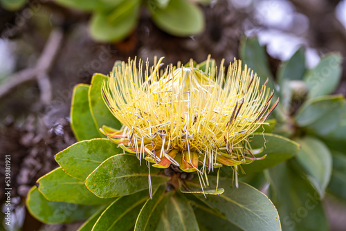 Close-up of Protea nitida (Wagon Tree)  photo