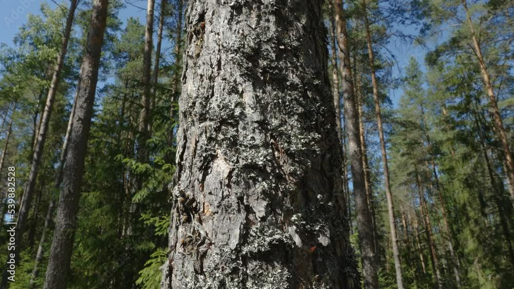 Closer look of the rough bark of the pine tree in the middle of the forest in Estonia