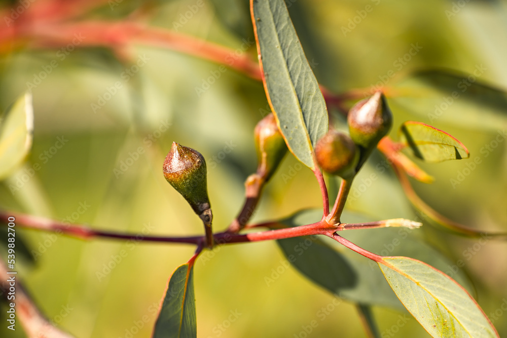 Buds of Eucalyptus Preissiana (Bell fruited mallee). Eucalyptus Preissiana before flowering. Selective focus. Buds of Eucalyptus Preissiana (Bell fruited mallee). Eucalyptus Preissiana before flowering. Selective focus.