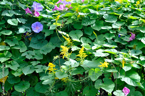 青色の花