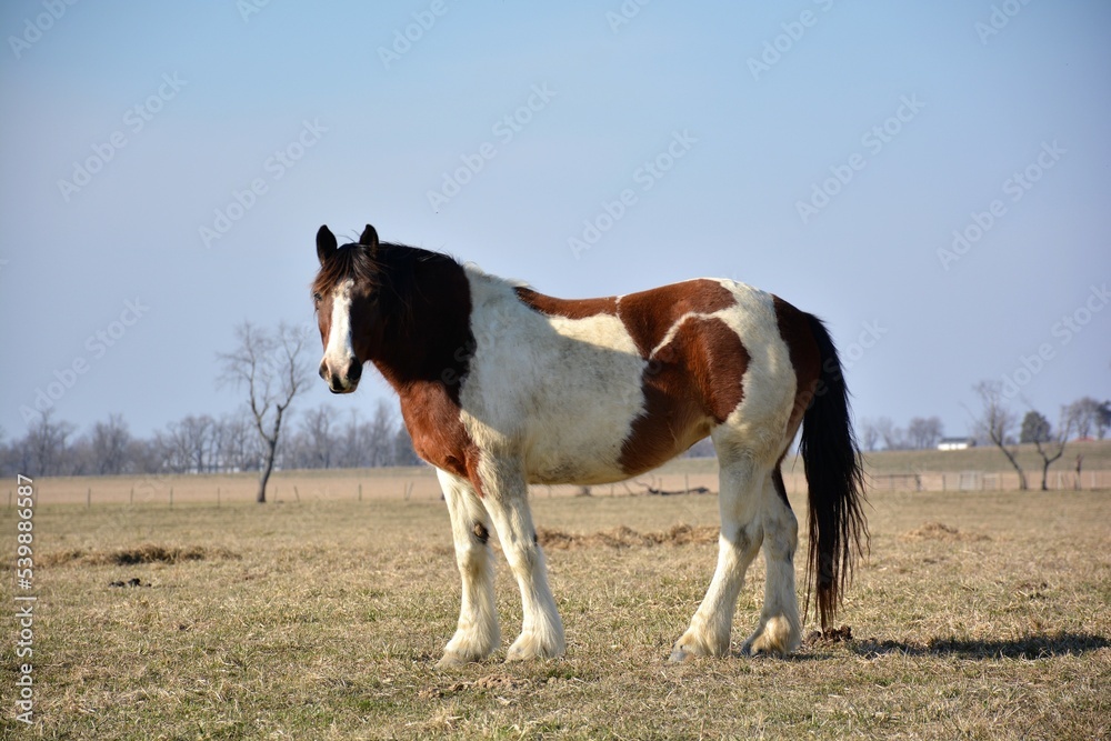 horse in field horse in field