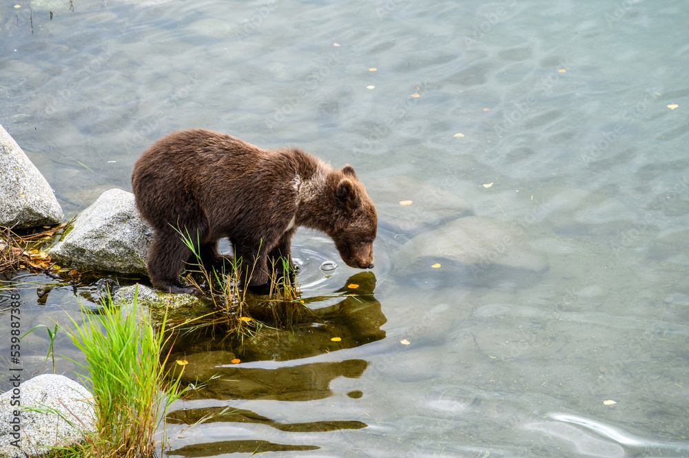 Small brown bear cub with natal collar looking at reflection in the Brooks River, Katmai National Park, Alaska
Small brown bear cub with natal collar looking at reflection in the Brooks River, Katmai National Park, Alaska