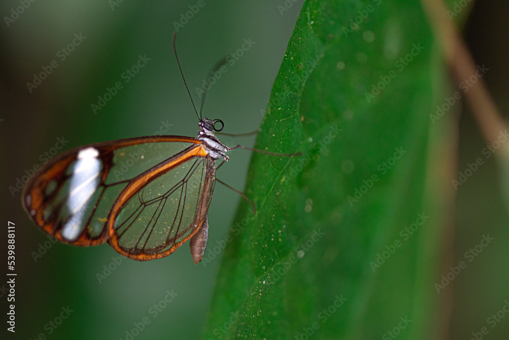 Obraz premium macro selective focus of a colorful butterfly on a plant