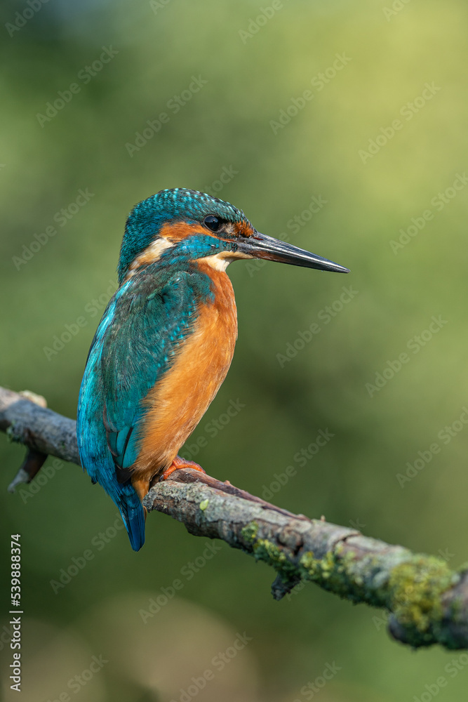 Fototapeta premium The common kingfisher (Alcedo atthis)the Eurasian kingfisher, an