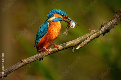 Canvastavla The common kingfisher (Alcedo atthis)the Eurasian kingfisher, and river kingfisher, is a small kingfisher with seven subspecies recognized within its wide distribution across Eurasia and North Africa