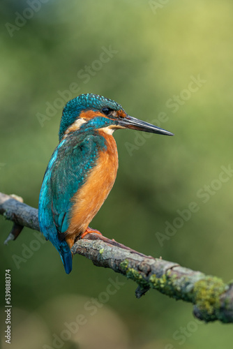 The common kingfisher (Alcedo atthis)the Eurasian kingfisher, an