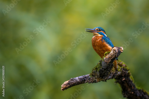 The common kingfisher (Alcedo atthis)the Eurasian kingfisher, and river kingfisher, is a small kingfisher with seven subspecies recognized within its wide distribution across Eurasia and North Africa.