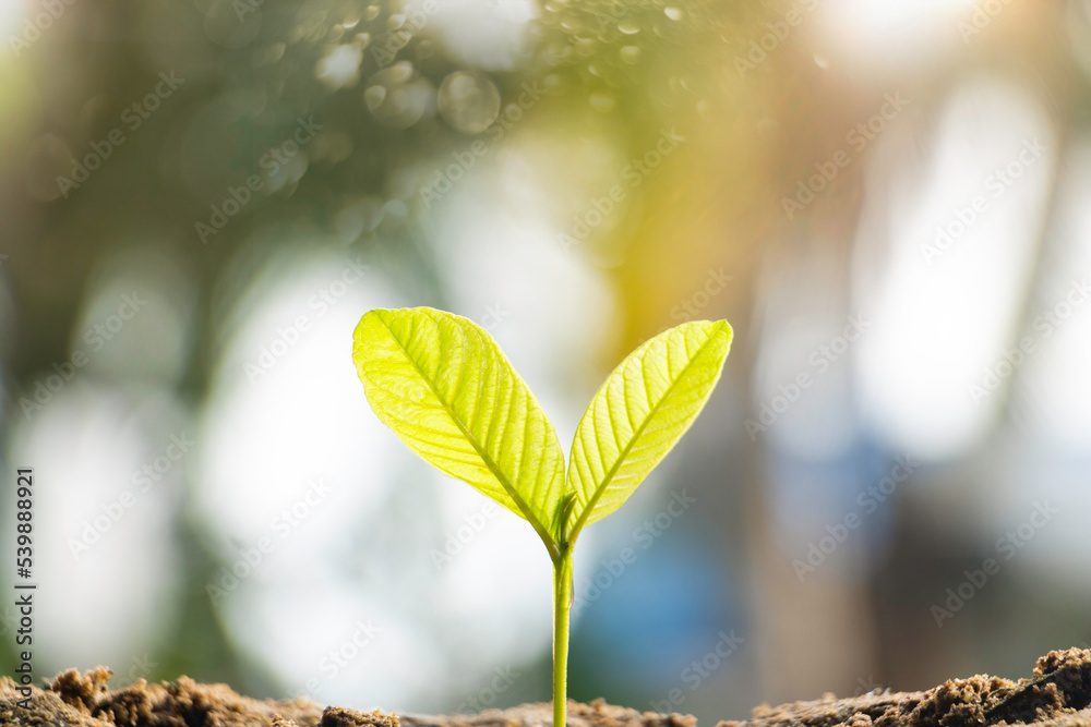 Growing plant,Young plant in the morning light on ground background, New life concept.Small plant on the ground in spring. Growing plant,Young plant in the morning light on ground background, New life concept.Small plant on the ground in spring.