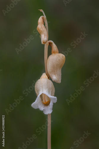 Cinnamon Bells (Gastrodia sesamoides), a leafless, saprophytic orchid - NSW, Australia photo