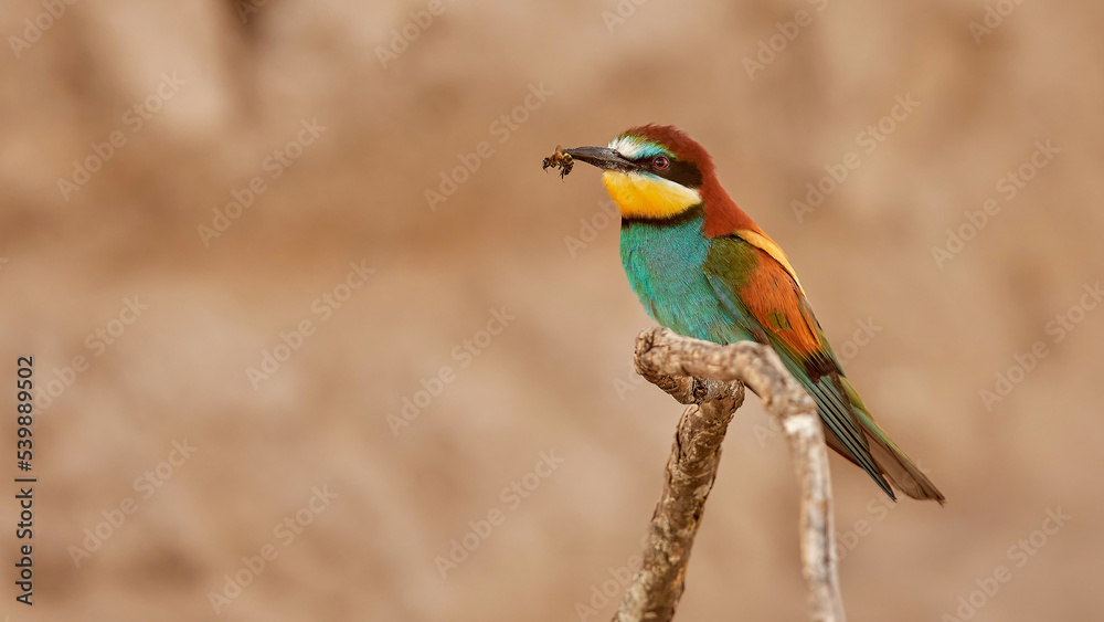 European Bee-eater, Merops apiaster, beautiful bird sitting on the branch with dragonfly in the bill, action scene in the nature habitat, Bulgaria. Animal with catch, bird behaviour..