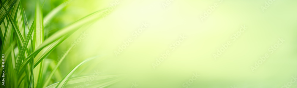 Nature of green leaf in garden at summer. Natural green leaves plants using as spring background cover page greenery environment ecology lime green wallpaper Nature of green leaf in garden at summer. Natural green leaves plants using as spring background cover page greenery environment ecology lime green wallpaper