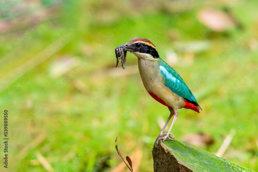 Beautiful brightly multiple colors bird perching on mossy rock against strong sunlight in late afternoon hour, Fairy pitta (Pitta nympha).