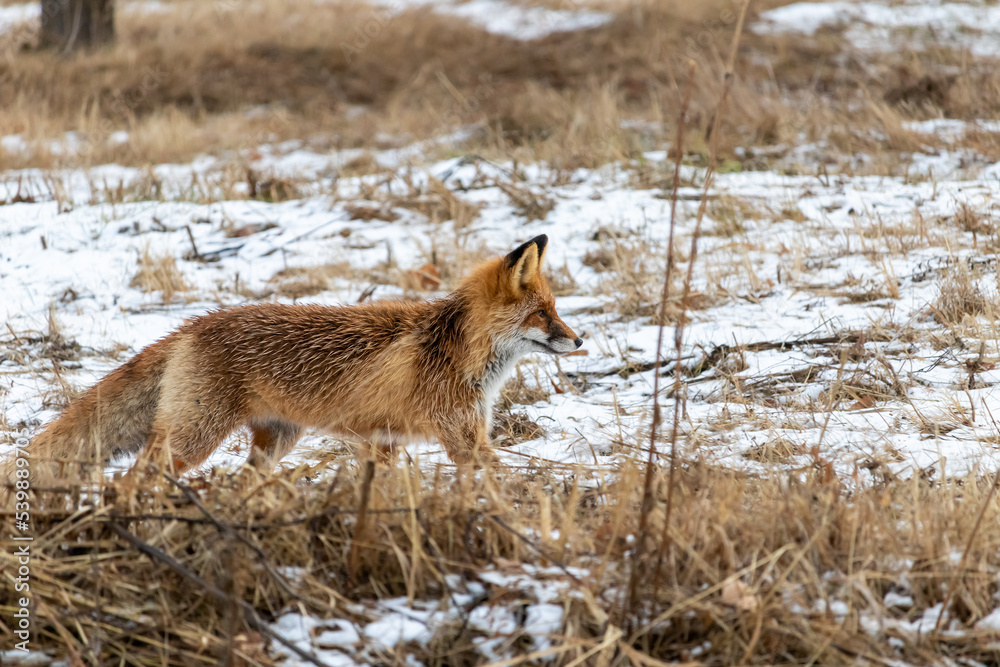 In a forested area, a fox walks among dry grass in search of prey
