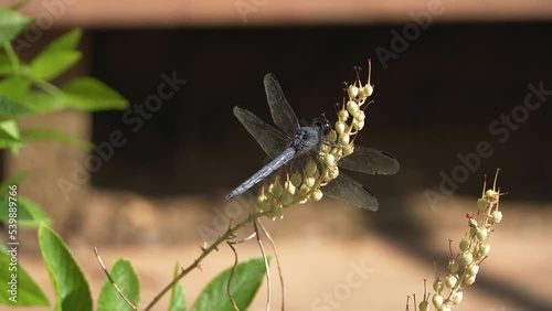 Purple dragonfly flying off Sweet Pepperbush (Clethra alnifolia) photo