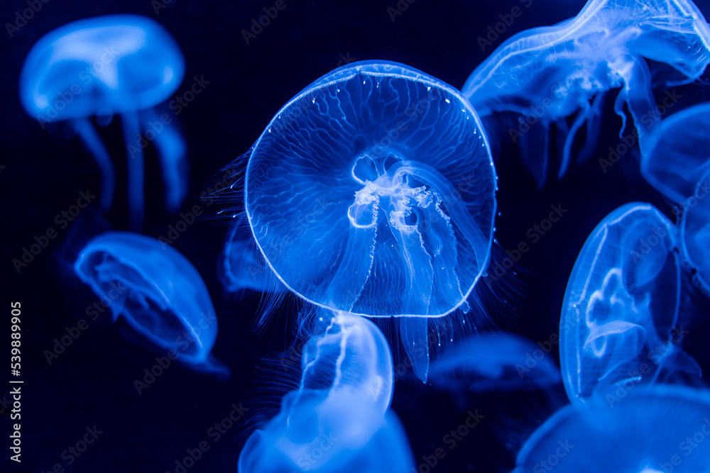 Sea moon jellyfish Moon jellyfish Aurelia aurita red translucent color and dark background. Aurelia aurita (also called the common jellyfish, moon jellyfish, moon jelly, or saucer jelly) Sea moon jellyfish Moon jellyfish Aurelia aurita red translucent color and dark background. Aurelia aurita (also called the common jellyfish, moon jellyfish, moon jelly, or saucer jelly)