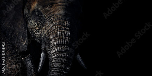 Photography Close-up moody portrait with dramatic light and shadow showing texture and detail of a Sri Lankan elephant (Elephas maximus maximus) trunk in the jungle of Udawalawe National Park, Sri Lanka