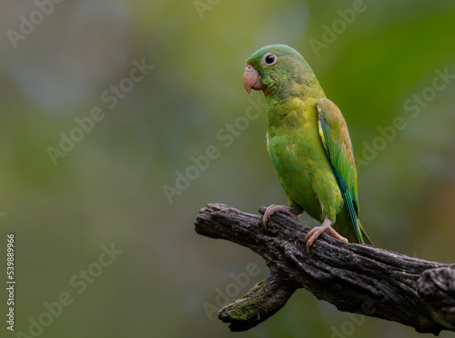 Endangered macaw parrot, Great green macaw, Ara ambiguus, also known as Buffon's macaw. Green-yellow, wild tropical forest parrot, flying with outstretched wings against blurred background in forest