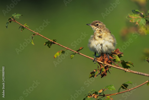 a small plain prinia bird perched at the end of a wood. plain prinia animal expose to soft background while standing over fresh green moss spot, plain prinia