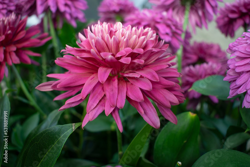 garden of intense pink flowers with many petals