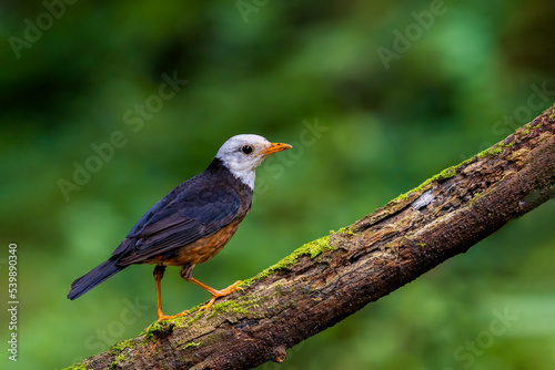 Taiwan thrush bird perched on a branch behind a natural green backguard.