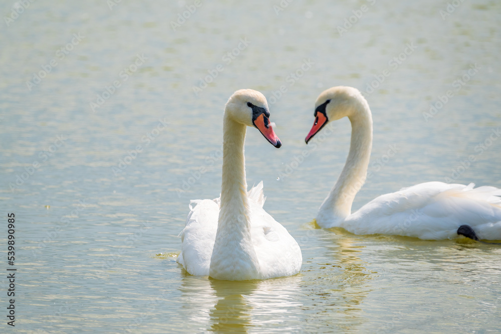 Two Graceful white Swans swimming in the lake, swans in the wild Two Graceful white Swans swimming in the lake, swans in the wild