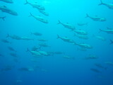 Pez de Galapagos
