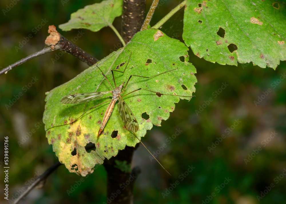 An insect with long legs, resembling a mosquito on a shrub branch An insect with long legs, resembling a mosquito on a shrub branch