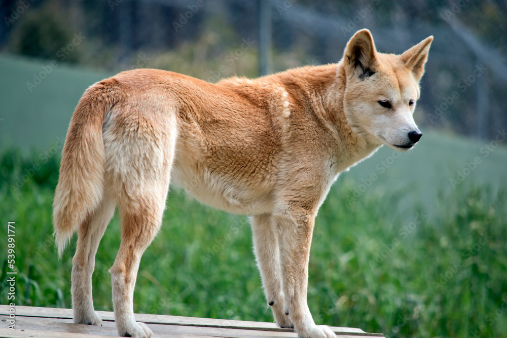 the golden dingo is tan in color with a white snout and black nose the golden dingo is tan in color with a white snout and black nose