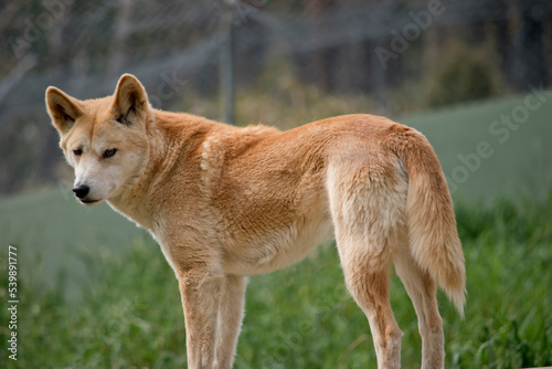 the golden dingo is tan in color with a thick furry tail  it has a white snout and black nose