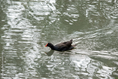 Obraz na plátně the dusky moore hen is a black water bird with an orange frontal shield and yell
