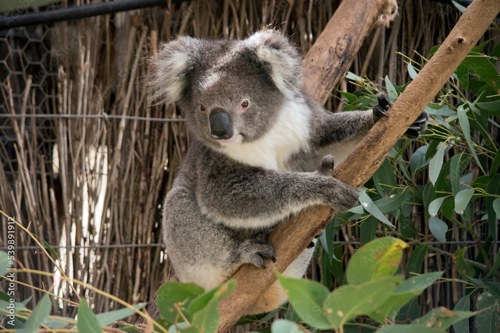 Obraz premium the koala is climbing up a tree