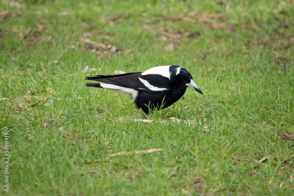 the magpie is a white and black bird the magpie is a white and black bird