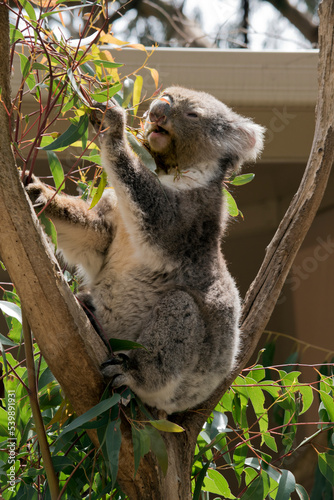 Fototapeta Naklejka Na Ścianę i Meble -  the koala is mainly grey and has a white stomach and fluffy ears