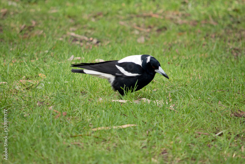 the magpie is a white and black bird