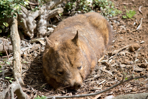 the hairy nosed wombat has brown fur and many whiskers