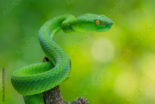 A female barat's bamboo pit viper Trimeresurus popeia barati with attacking position on a branch with green bokeh background 