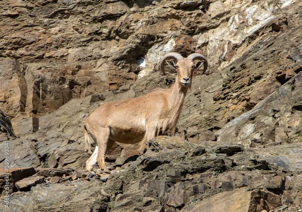 Barbary sheep (Ammotragus lervia) standing on a rock wall Barbary sheep (Ammotragus lervia) standing on a rock wall