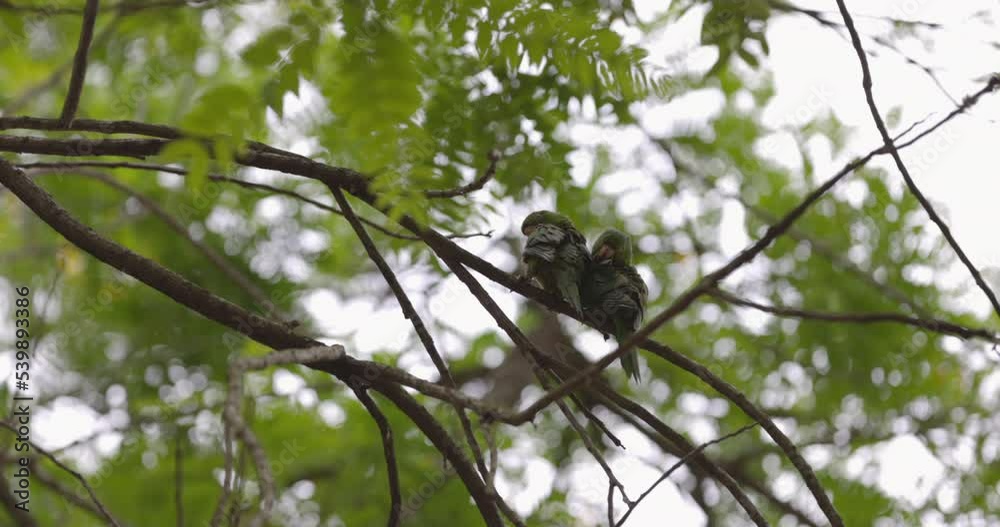 Two green Macaw birds perched on tree branch cleaning themselves - from behind - slow zoom in Two green Macaw birds perched on tree branch cleaning themselves - from behind - slow zoom in