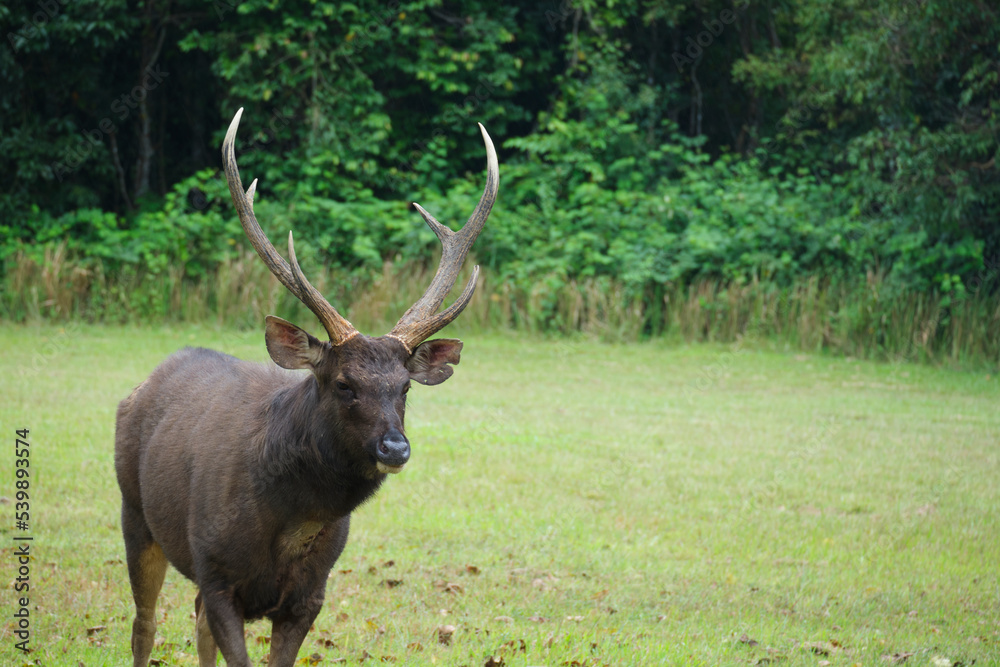 A young beautiful horned deer is grazing the green grass and feeding on the pasture, a wildlife animal in environmental ecology, the outdoor landscape at the natural national park grassland. A young beautiful horned deer is grazing the green grass and feeding on the pasture, a wildlife animal in environmental ecology, the outdoor landscape at the natural national park grassland.