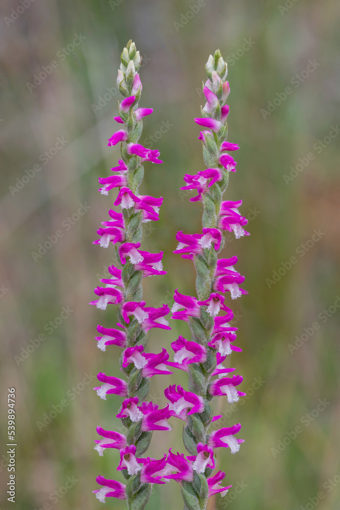 Obraz premium Austral Ladies' Tresses or Pink Spiral Orchid (Spiranthes australis) - endemic to eastern Australia