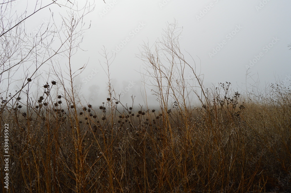 Foggy morning in a field with various reeds and other plants in the foreground and trees in the background shrouded in fog. 