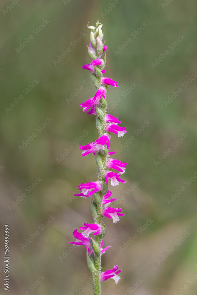 Austral Ladies' Tresses or Pink Spiral Orchid (Spiranthes australis) - endemic to eastern Australia Austral Ladies' Tresses or Pink Spiral Orchid (Spiranthes australis) - endemic to eastern Australia