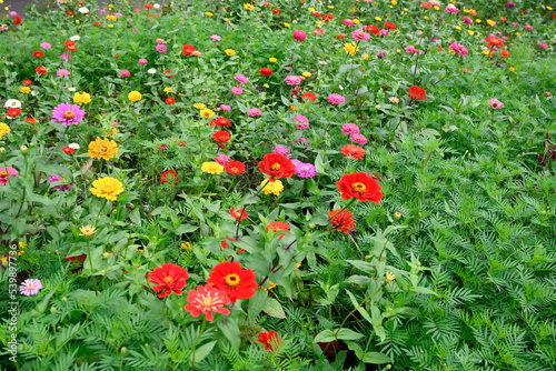 ヒャクニチソウ