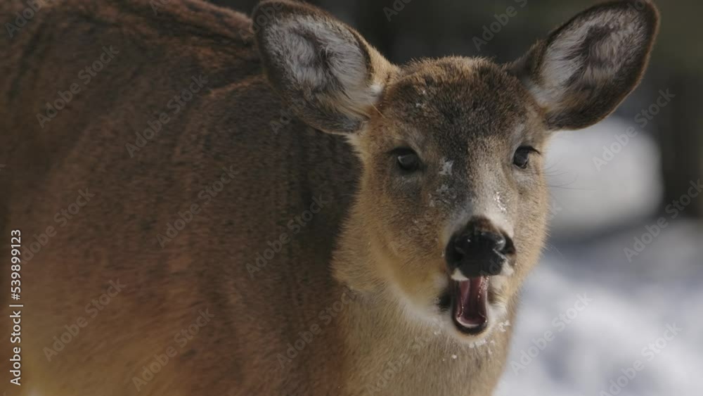 whitetail deer chewing slomo closeup winter whitetail deer chewing slomo closeup winter