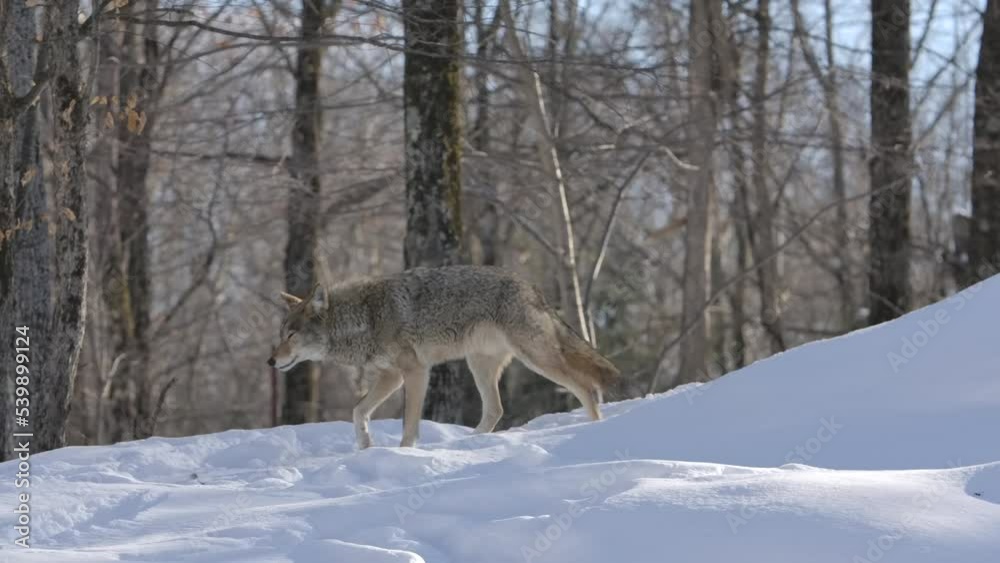 coyote leaves it hill to patrol winter path coyote leaves it hill to patrol winter path