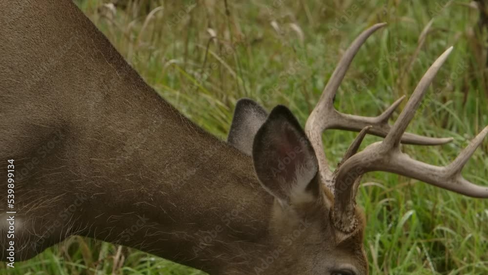 whitetail buck deer closeup details head and antlers slomo Stock Video