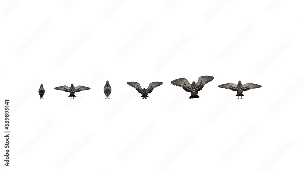3D High Poly Birds - SET1 Color - Back View 3D High Poly Birds - SET1 Color - Back View
