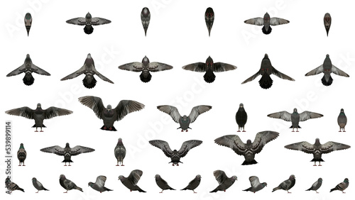 3D High Poly Birds - SET1 Color - Parallel Views photo