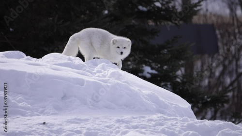 arctic fox turn and look majestic slomo zooming photo