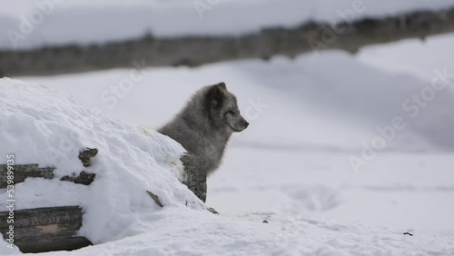 arctic fox looks at you slomo photo